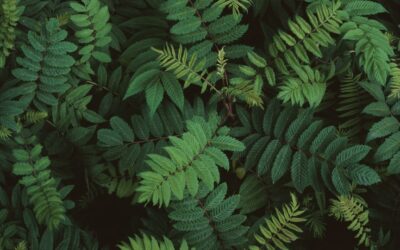GINO BÜHLER – Photosynthesis, Primordial Forms of Life