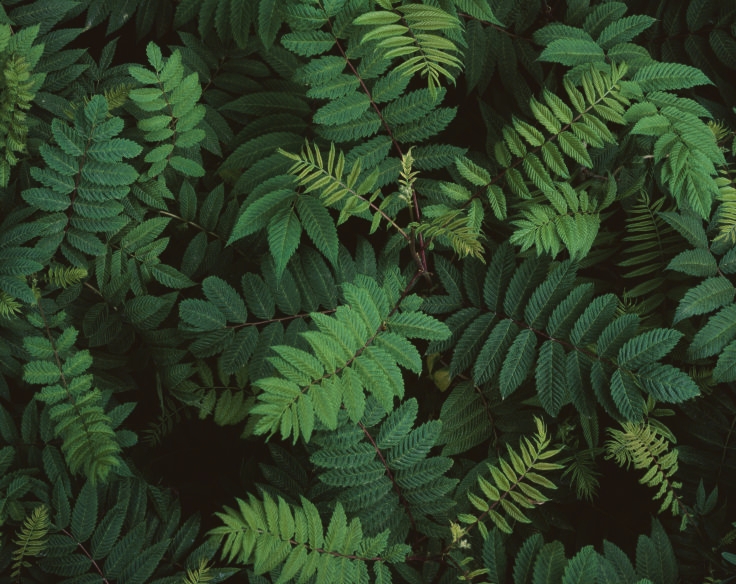 GINO BÜHLER – Photosynthesis, Primordial Forms of Life